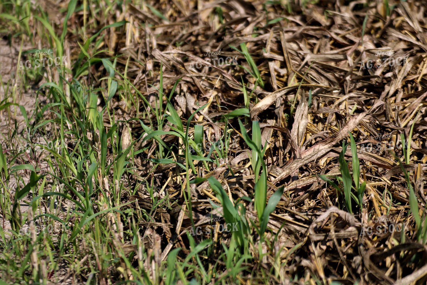 Wheat 82114