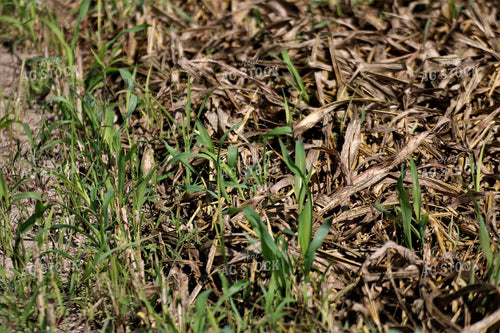 Wheat 82114
