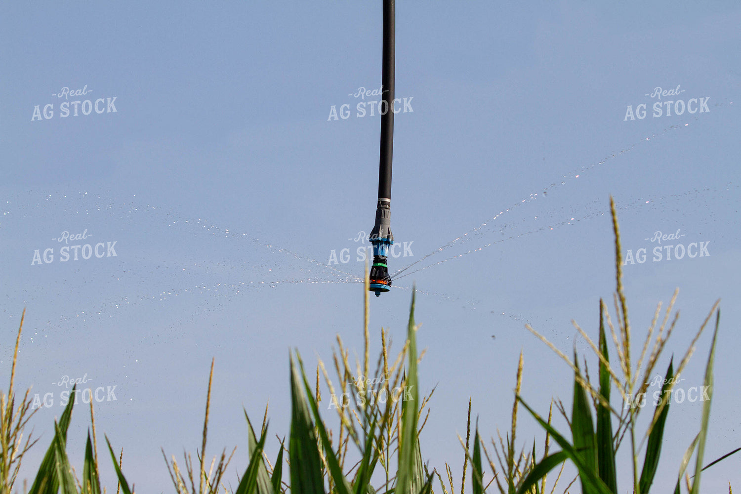 Irrigation System in Corn Field 79097