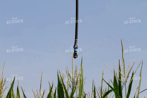 Irrigation System in Corn Field 79097