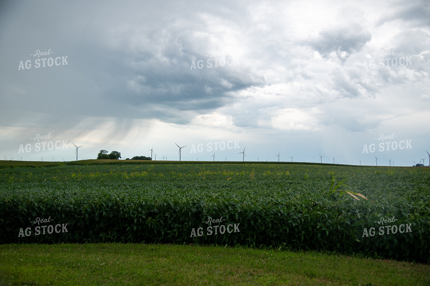 Storm Over a Soybean Field 25287