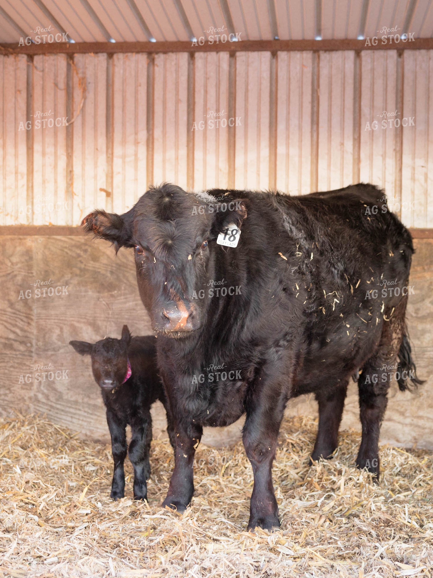 Cow and Calf in Barn 70150