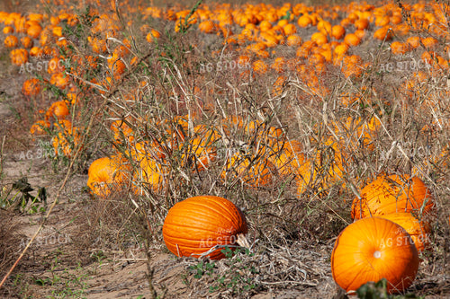 Pumpkin Field 132251