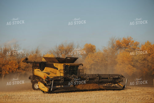 Canola Harvest 187410