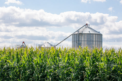 Grain Bin Behind Midseason Corn 145080