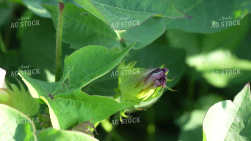 Cotton Field with Flowers in Bloom 80057