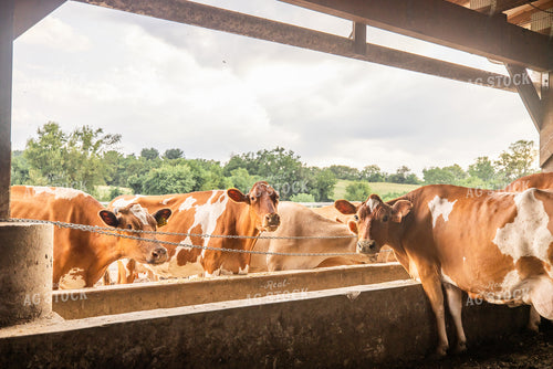 Guernsey Dairy Cows 270559