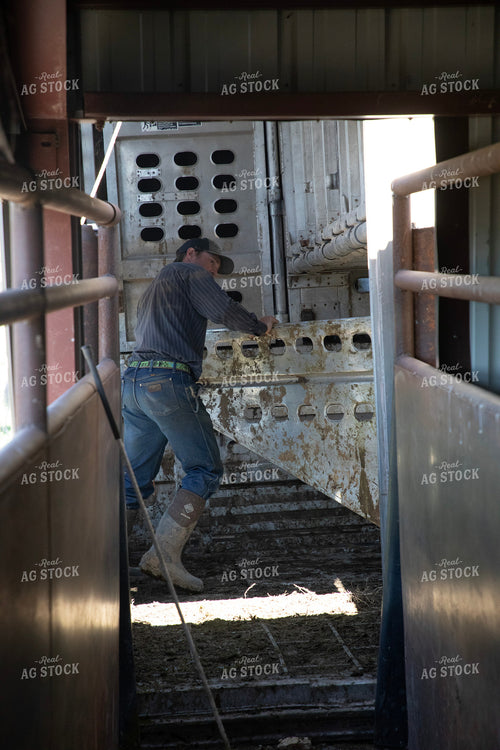 Loading Cattle 117069
