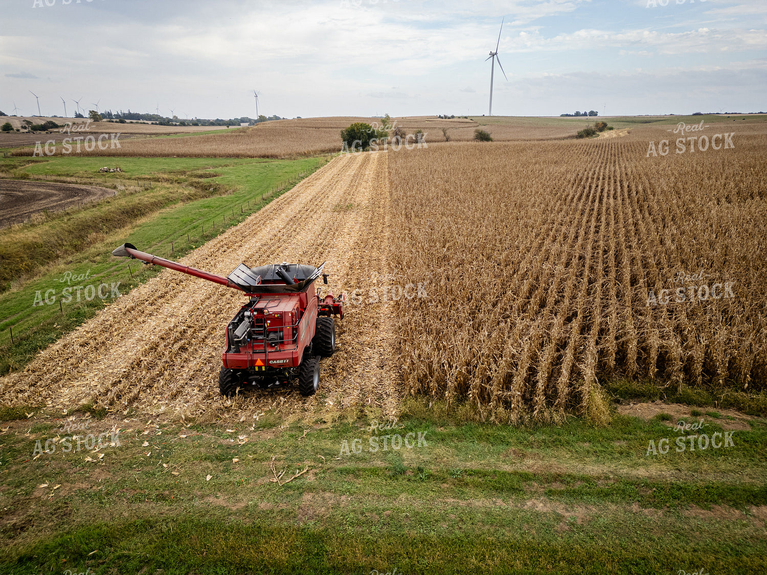 Corn Harvest 268142