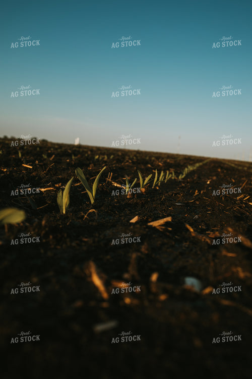 Stage V1 Corn in Dark, Wet Soil 4037