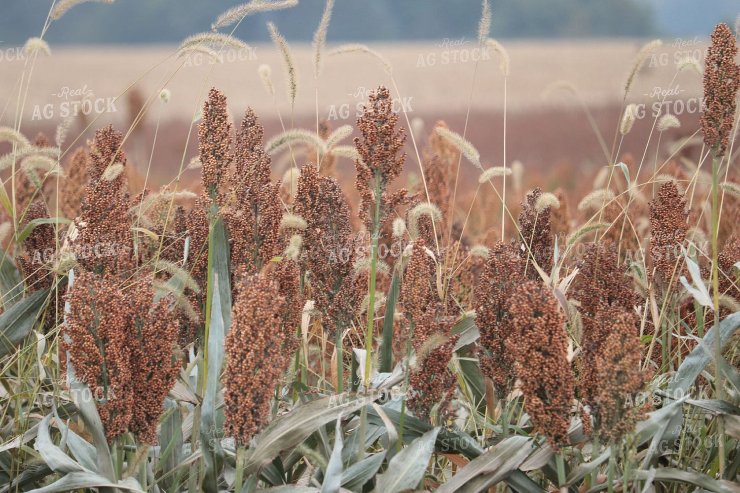 Field of Sorghum 102002