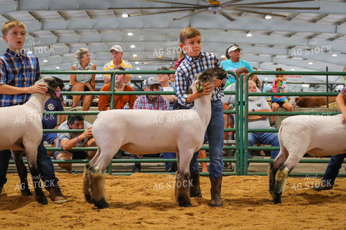 4H Kid Showing Sheep 52183