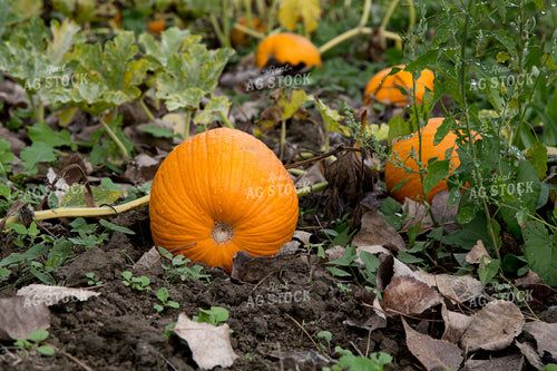 Pumpkins 276061
