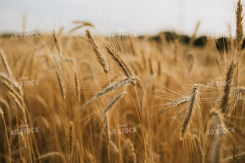Field of Rye 5958