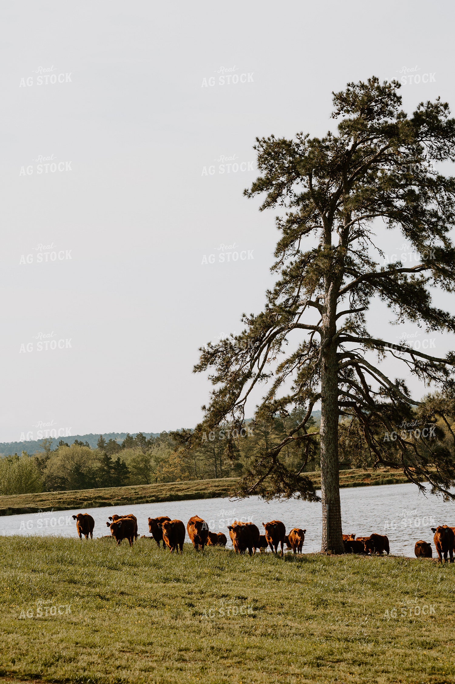 Angus Cattle in Pasture Getting Water 125087