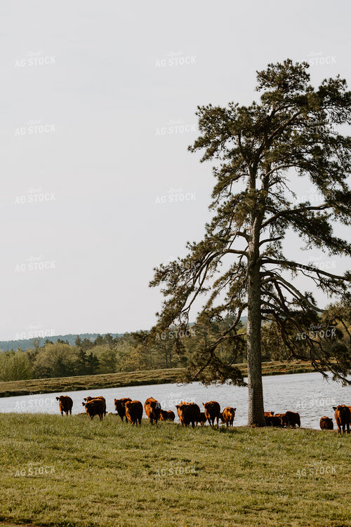 Angus Cattle in Pasture Getting Water 125087