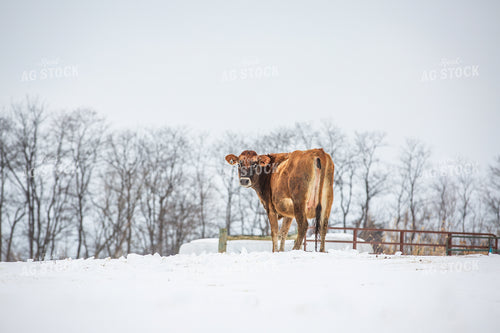Jersey Cow in Snow 270669