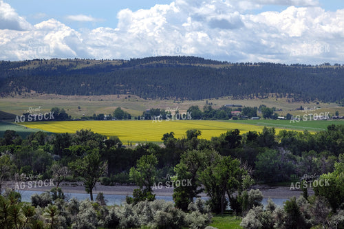 Canola Field in the Mountain Valley 154094