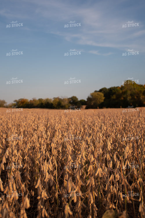 Soybean Field Ready for Harvest 50288