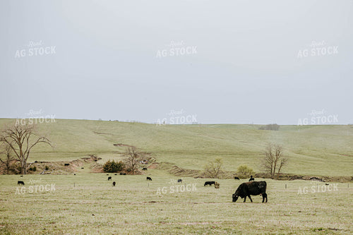 Angus Cattle in Pasture 77029