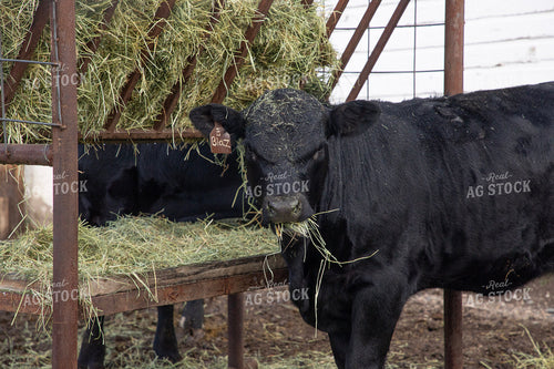 Black Angus Cattle Eating 117131