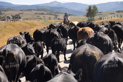 Cattle Drive 117366