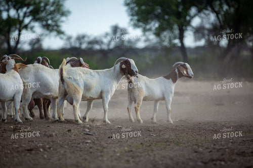 Goats 134020