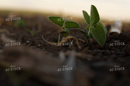 Soybeans - Early Growth 1431