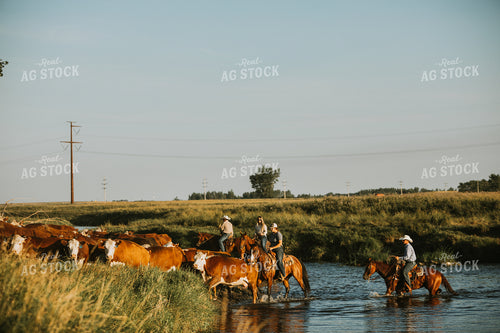 Ranchers and Cattle in Pasture 6390