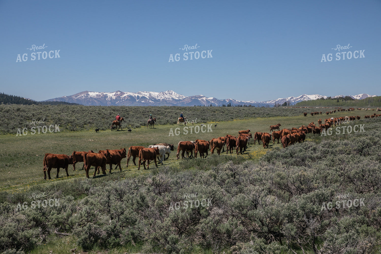 Moving Cattle Herd 304017