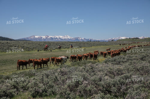 Moving Cattle Herd 304017