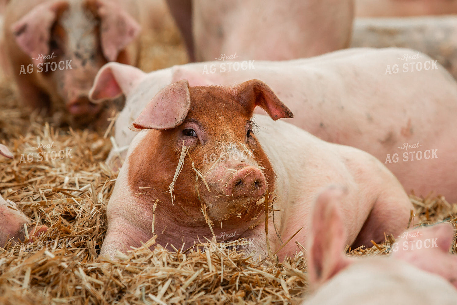Indoor Pigs 270543