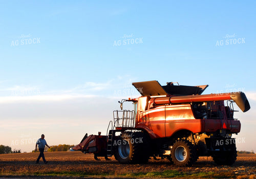 Corn Harvest 154038