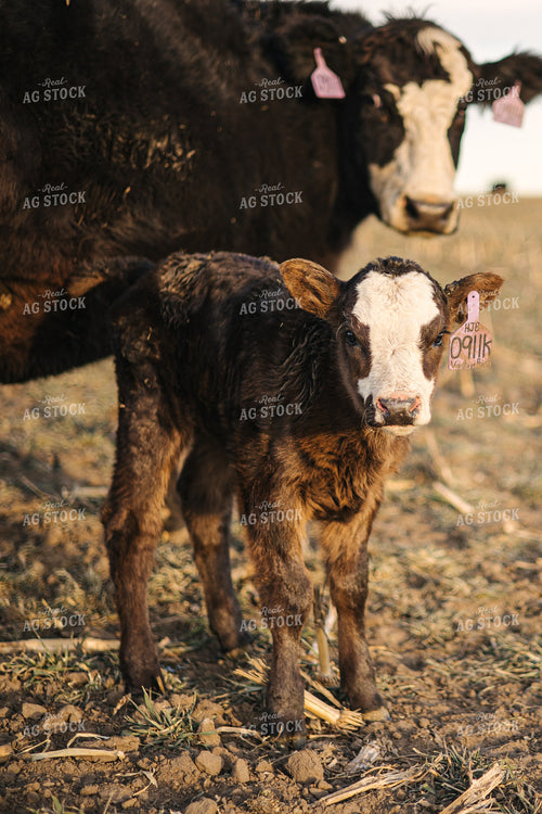 Angus Cow and Calf 70138