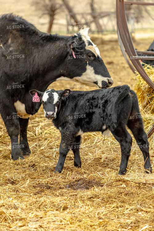 Black Baldy Cow Calf Pair 155711