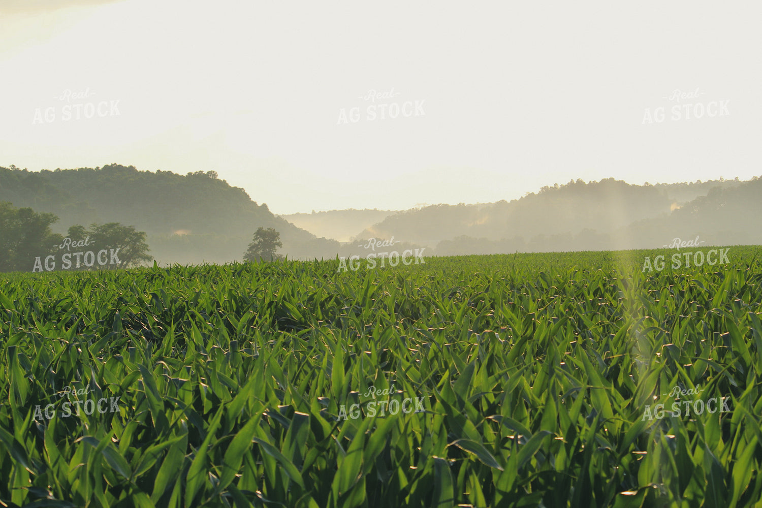 Corn Mid-Season 52024
