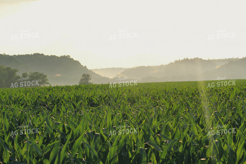 Corn Mid-Season 52024