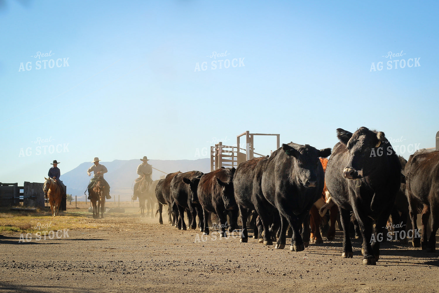 Ranchers Moving Cattle on Horseback 78261
