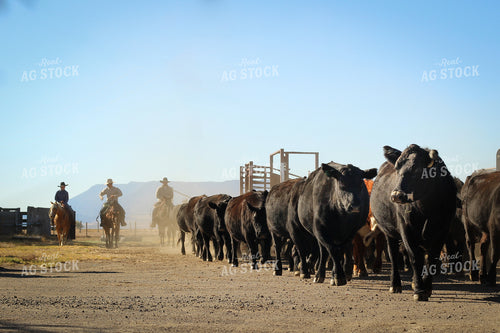 Ranchers Moving Cattle on Horseback 78261