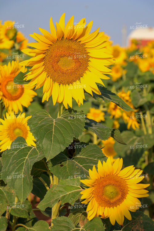 Sunflowers 60045