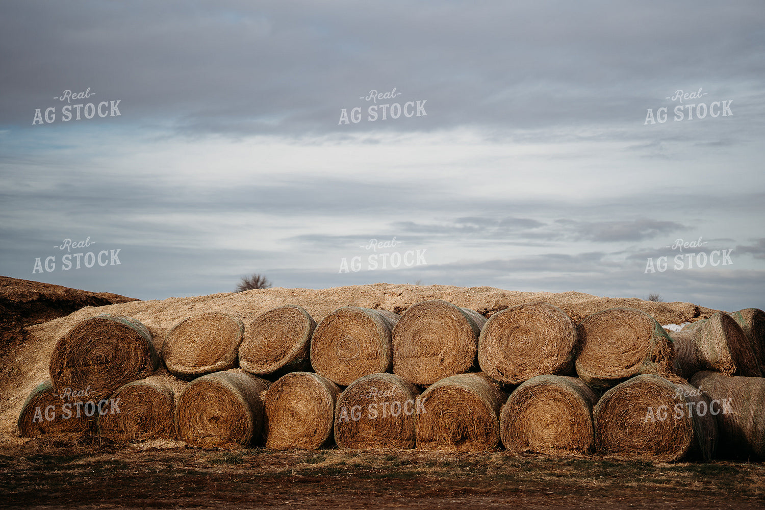 Uncovered Silage Pile 196184