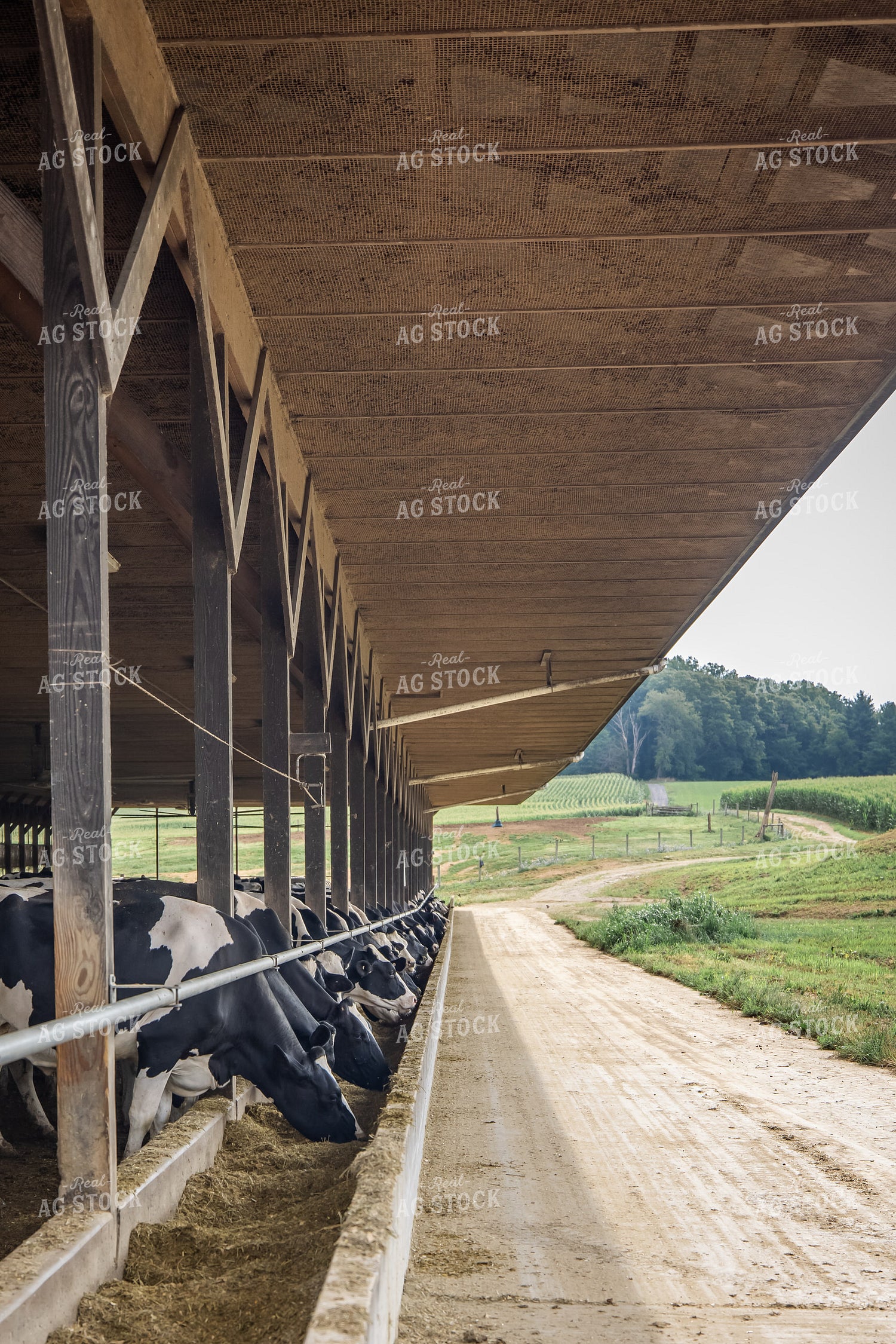 New Construction Freestall Barn 270182