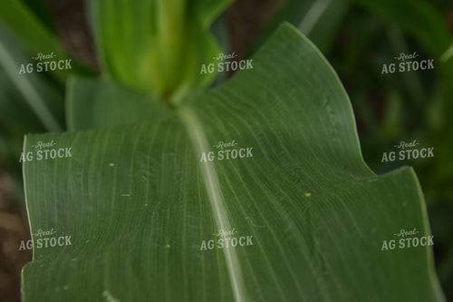 Close Up of Corn Leaf 84004