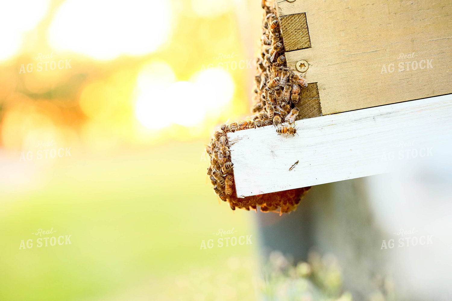 Bees 161005