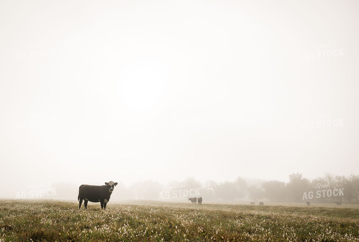 Black Baldy Cow Standing in Foggy Morning Pasture 404016