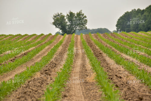Corn Field 84188