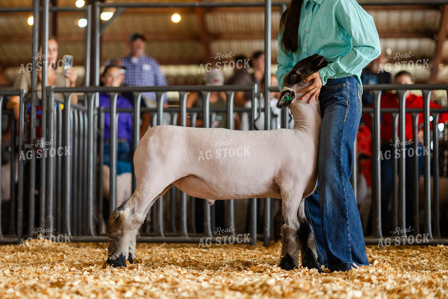 Sheep Show at Agricultural Fair 97183