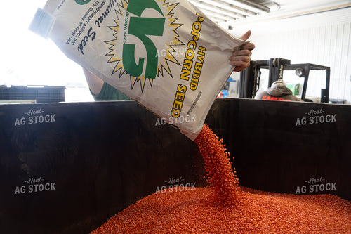 Preparing to Plant Popcorn 65403