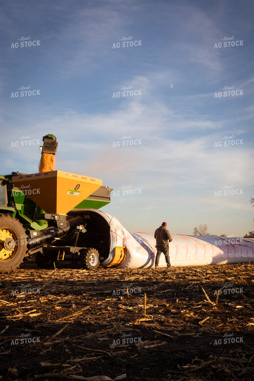 Bagging Harvested Corn 268246