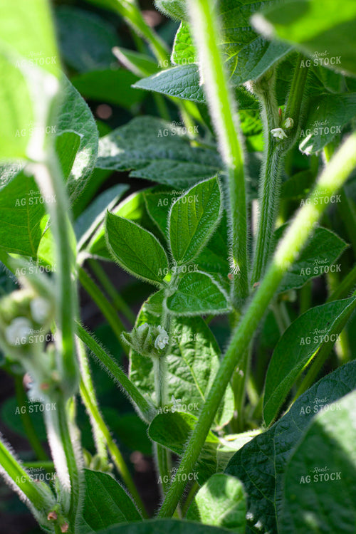 Flowering Soybeans 132228